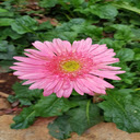 Pink Gerbera Wallpaper  screen for extension Chrome web store in OffiDocs Chromium