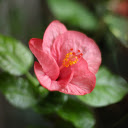 Pink hibiscus  screen for extension Chrome web store in OffiDocs Chromium