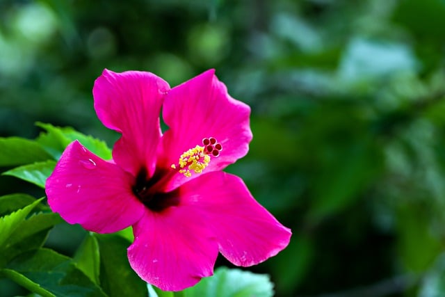 Free download pink hibiscus flower hibiscus free picture to be edited with GIMP free online image editor