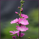 Pink hibiscus wallpaper  screen for extension Chrome web store in OffiDocs Chromium