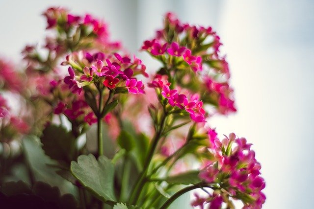 Free download Pink Kalanchoe Flower -  free photo or picture to be edited with GIMP online image editor