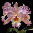 pink leya orchid wallpaper  screen for extension Chrome web store in OffiDocs Chromium