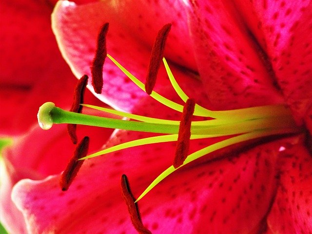Free download Pink Lily -  free photo or picture to be edited with GIMP online image editor