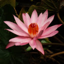 Pink lily blooms  screen for extension Chrome web store in OffiDocs Chromium