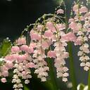 pink lily of the valley wallpaper  screen for extension Chrome web store in OffiDocs Chromium