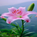 Pink lily wallpaper  screen for extension Chrome web store in OffiDocs Chromium