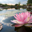 Pink Lotus Blossom  screen for extension Chrome web store in OffiDocs Chromium