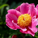 Pink Lotus Peony  screen for extension Chrome web store in OffiDocs Chromium