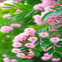Pink Mimosa Flower Wallpaper  screen for extension Chrome web store in OffiDocs Chromium