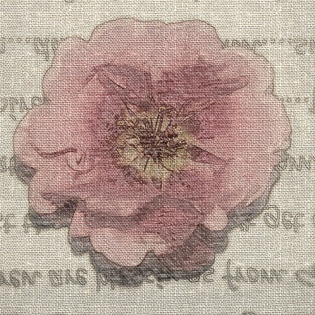Free download Pink Moss Rose -  free illustration to be edited with GIMP free online image editor