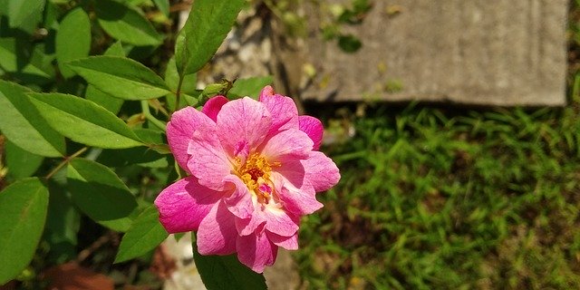 Скачать бесплатно Розовая природа - бесплатную фотографию или картинку для редактирования с помощью онлайн-редактора изображений GIMP