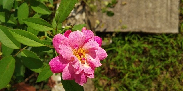 Descarga gratuita Pink Nature: foto o imagen gratuita para editar con el editor de imágenes en línea GIMP