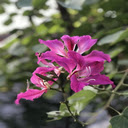 Pink Northwest Bauhinia Flower Wallpaper  screen for extension Chrome web store in OffiDocs Chromium
