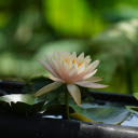Pink Orange Water Lily Pot  screen for extension Chrome web store in OffiDocs Chromium
