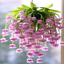 Pink Orchid Wallpaper  screen for extension Chrome web store in OffiDocs Chromium