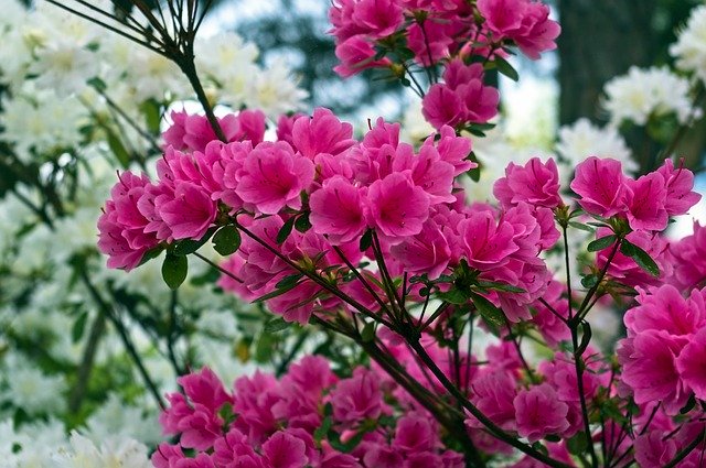 Free download Pink Over White Azaleas Blossoms -  free photo or picture to be edited with GIMP online image editor