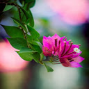 Pink Paper Flower Wallpaper  screen for extension Chrome web store in OffiDocs Chromium