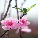 pink peach blossom wallpaper  screen for extension Chrome web store in OffiDocs Chromium
