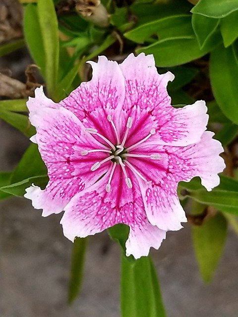 Free download Pink Petunia Flower -  free free photo or picture to be edited with GIMP online image editor
