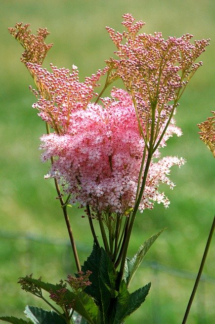 Безкоштовно завантажте Pink Plant Bloom - безкоштовне фото або зображення для редагування в онлайн-редакторі зображень GIMP