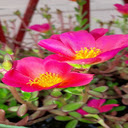 Pink Portulaca Wallpaper  screen for extension Chrome web store in OffiDocs Chromium