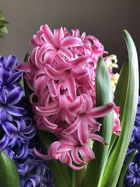 Free picture Pink Purple Hyacinth -  to be edited by GIMP free image editor by OffiDocs