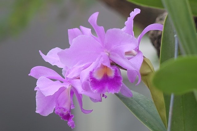 ดาวน์โหลดฟรี Pink Purple Jia De Li Ya Lan Ocean - รูปถ่ายหรือรูปภาพฟรีที่จะแก้ไขด้วยโปรแกรมแก้ไขรูปภาพออนไลน์ GIMP