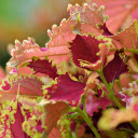 Pink purple leaf  screen for extension Chrome web store in OffiDocs Chromium