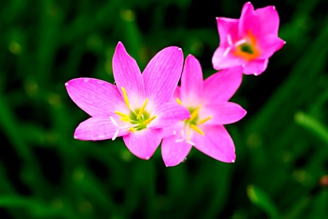 Free download pink rain lily nature flower flora free picture to be edited with GIMP free online image editor