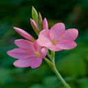 Pink Rain Lily Wallpaper  screen for extension Chrome web store in OffiDocs Chromium