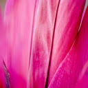 Pink red flowers  screen for extension Chrome web store in OffiDocs Chromium