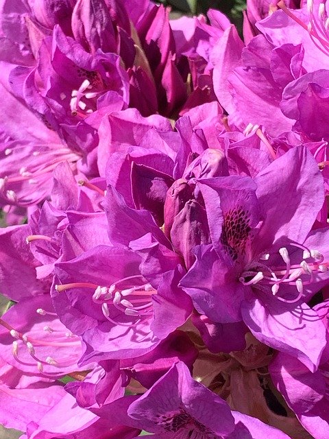 Free download Pink Rhododendron Flowers -  free photo or picture to be edited with GIMP online image editor