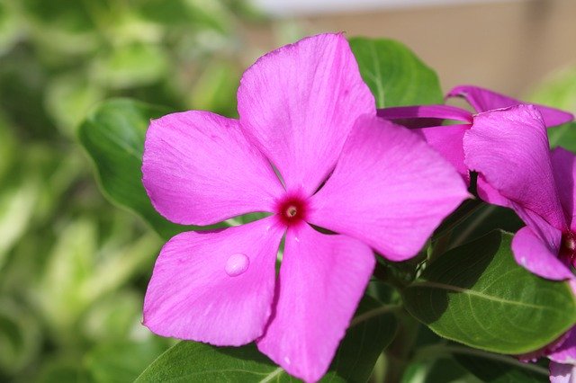 Free download Pink Rosa Flower -  free photo or picture to be edited with GIMP online image editor