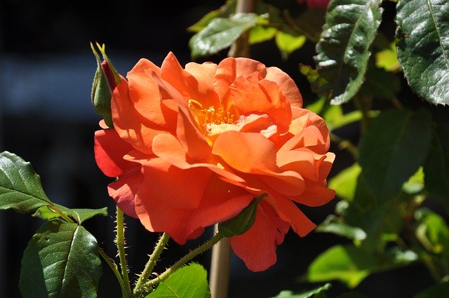 Безкоштовно завантажте рожевий розарій квітка - безкоштовне фото або зображення для редагування за допомогою онлайн-редактора зображень GIMP