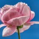 Pink rose  screen for extension Chrome web store in OffiDocs Chromium