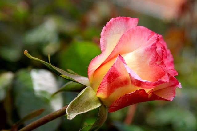 Free download Pink Rose Bicolor -  free photo or picture to be edited with GIMP online image editor