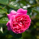 Pink rose blooming in garden  screen for extension Chrome web store in OffiDocs Chromium