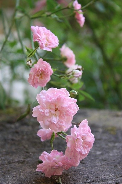 무료 다운로드 Pink Rosebush Rose Hips - 무료 사진 또는 김프 온라인 이미지 편집기로 편집할 수 있는 사진