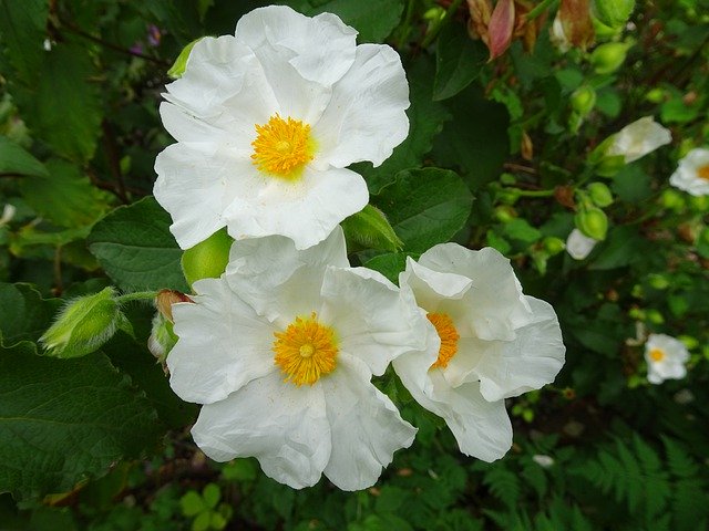 Téléchargement gratuit Rose Rosebush Simple White - photo ou image gratuite à éditer avec l'éditeur d'images en ligne GIMP