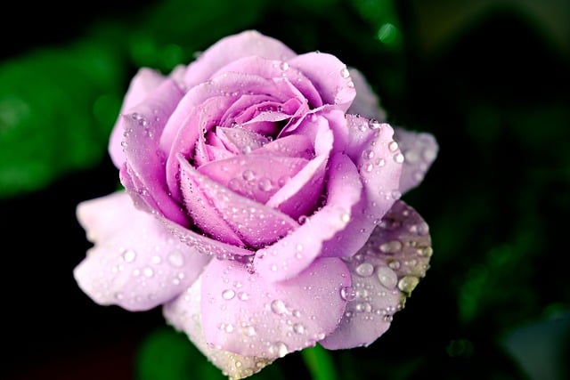 Free download pink rose dewdrops rose flora free picture to be edited with GIMP free online image editor