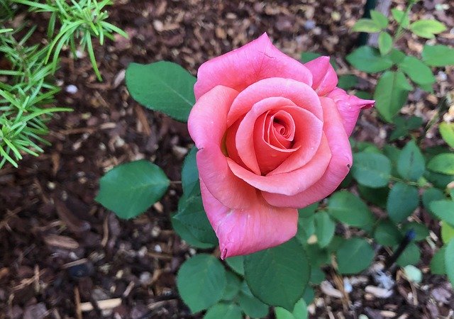Descarga gratuita Pink Rose Floral: foto o imagen gratuita para editar con el editor de imágenes en línea GIMP