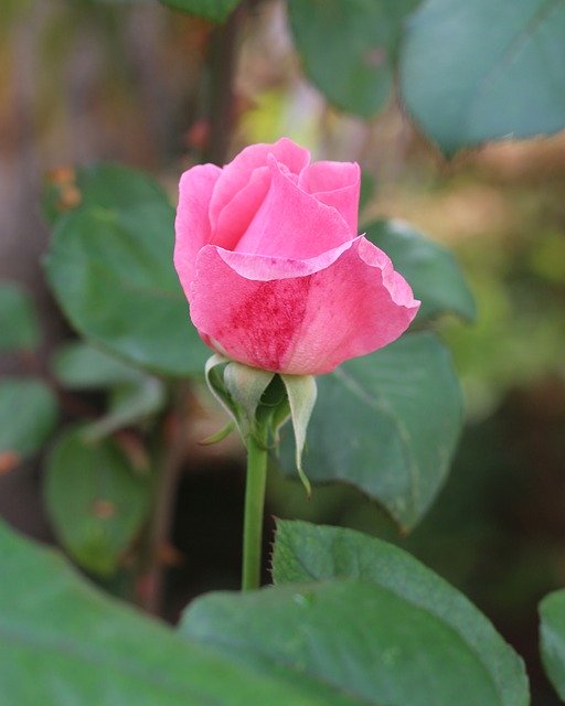 Gratis download Pink Rose Flower - gratis gratis foto of afbeelding om te bewerken met GIMP online afbeeldingseditor