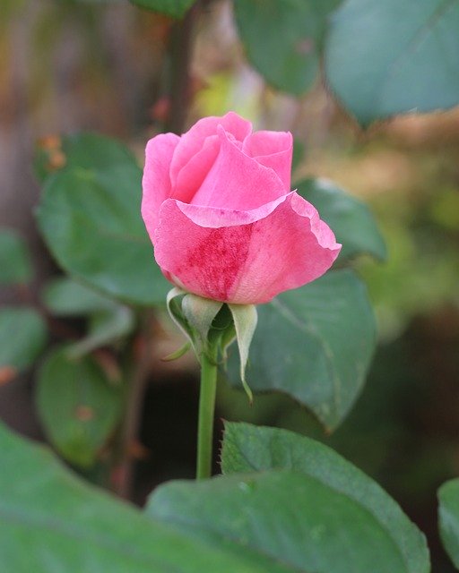 Free download Pink Rose Flower -  free free photo or picture to be edited with GIMP online image editor