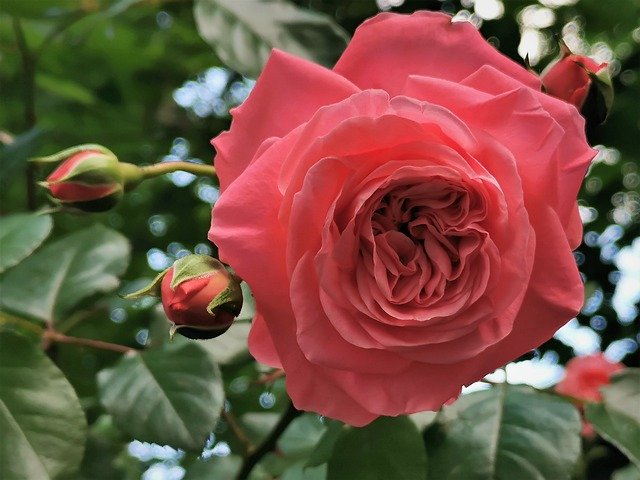 Free download Pink Rose Flower Blooming -  free photo or picture to be edited with GIMP online image editor