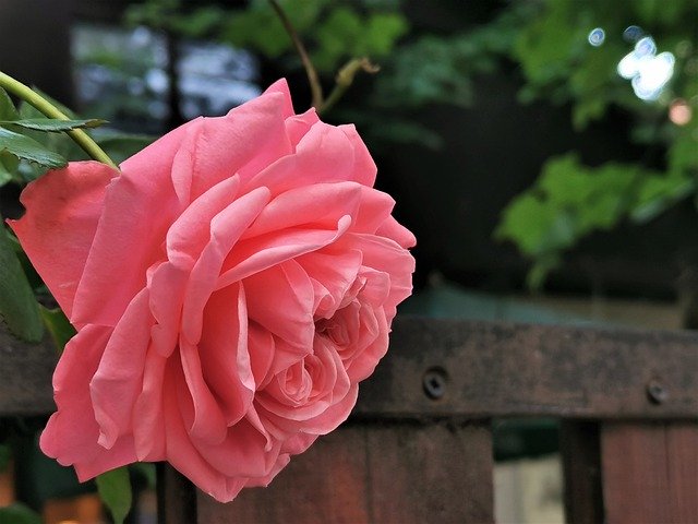 Free download Pink Rose Flower Fence -  free photo or picture to be edited with GIMP online image editor