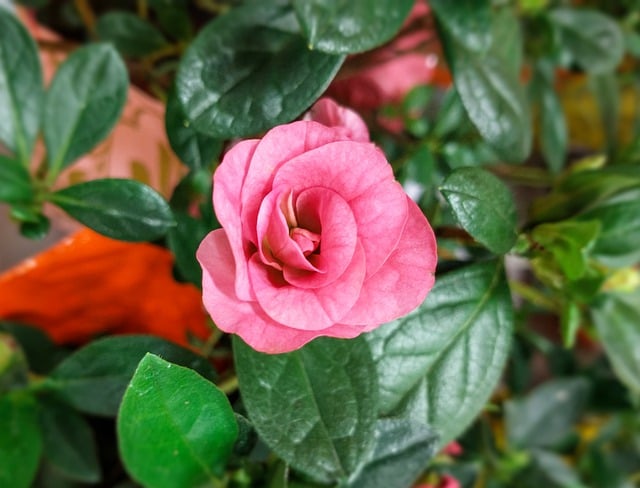 Free download pink rose flower pink flower petals free picture to be edited with GIMP free online image editor