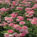 pink rose garden wallpaper  screen for extension Chrome web store in OffiDocs Chromium