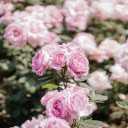 Pink Roses  screen for extension Chrome web store in OffiDocs Chromium