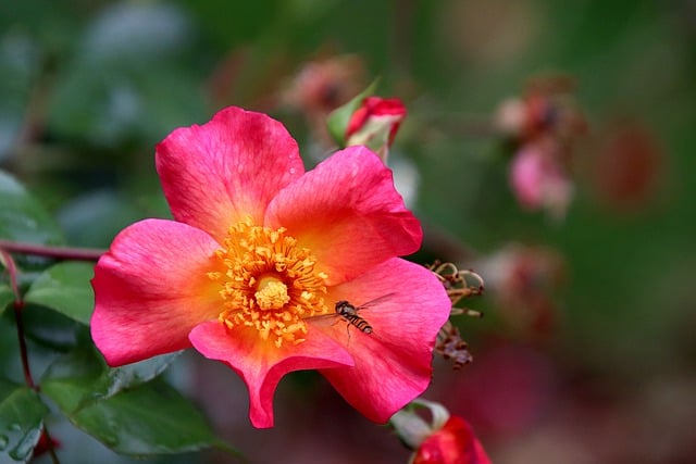 Unduh gratis bunga mawar merah muda tanaman bunga gambar gratis untuk diedit dengan editor gambar online gratis GIMP