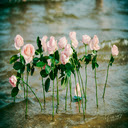 Pink Roses Magic  screen for extension Chrome web store in OffiDocs Chromium